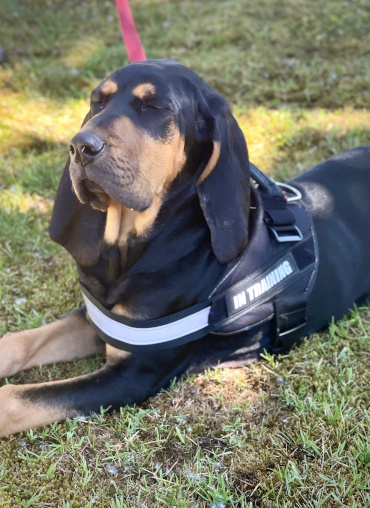 K9 Clementine